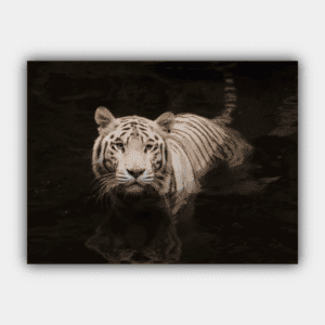 Tiger, Vilt liv, djur, rovdjur Square Canva