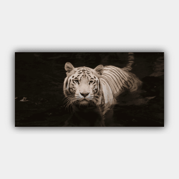 Tigre, vida salvaje, animal, depredador Canva cuadrado