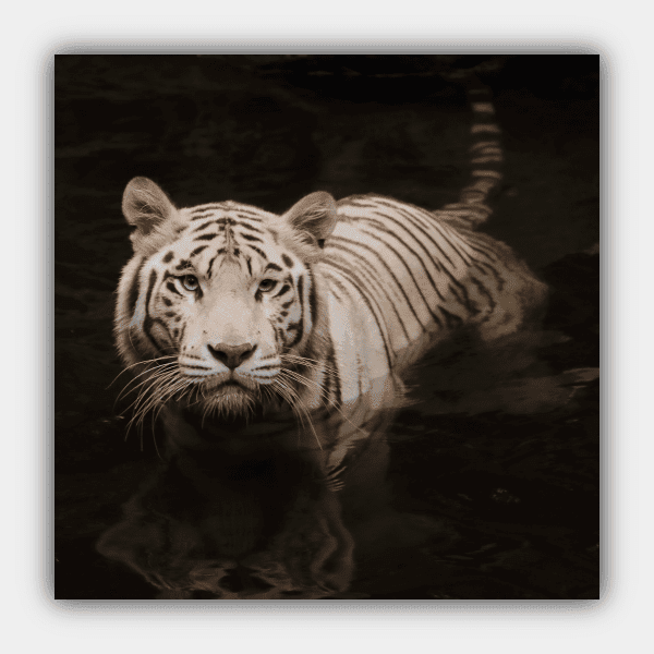 Tigre, Vida Selvagem, Animal, Canva Quadrada Predadora