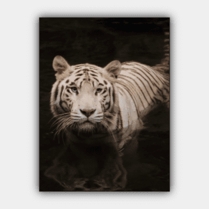 Тигр, дикая жизнь, животное, хищник Квадратная канва