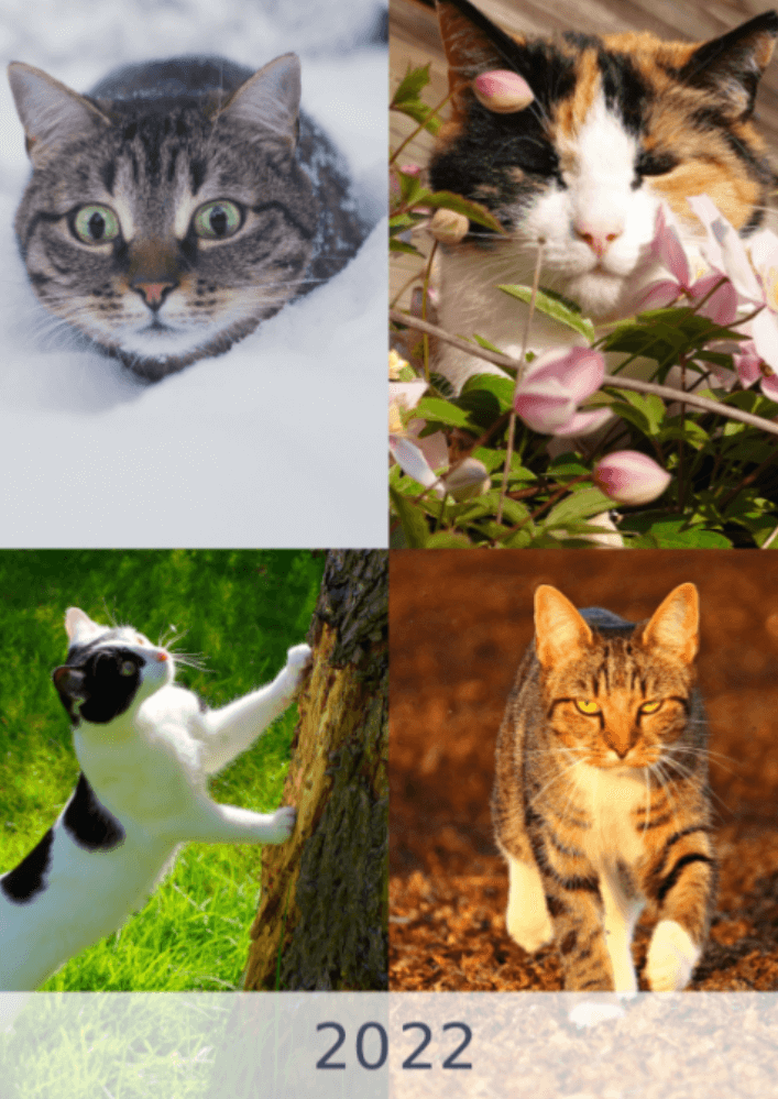 Katter, fyra årstider, vinter, vår, sommar, höst A3 vertikal 2022 väggkalender #1