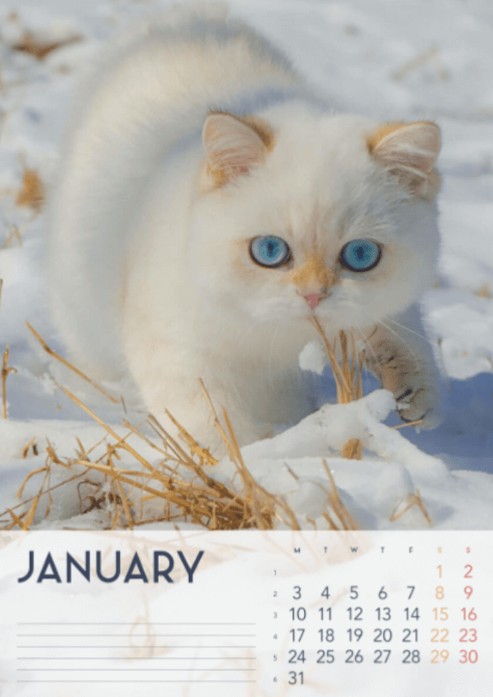 Cats, Four Seasons, Winter, Spring, Summer, Autumn A3 Vertical 2022 Wall Calendar #2