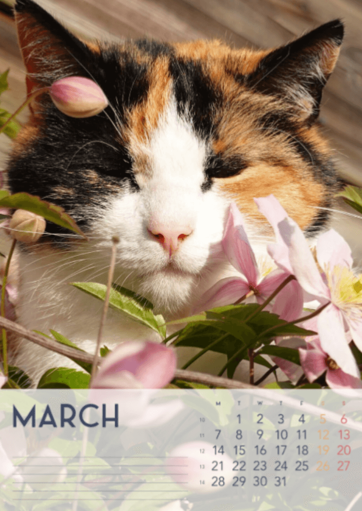 Cats, Four Seasons, Winter, Spring, Summer, Autumn A3 Vertical 2022 Wall Calendar #4