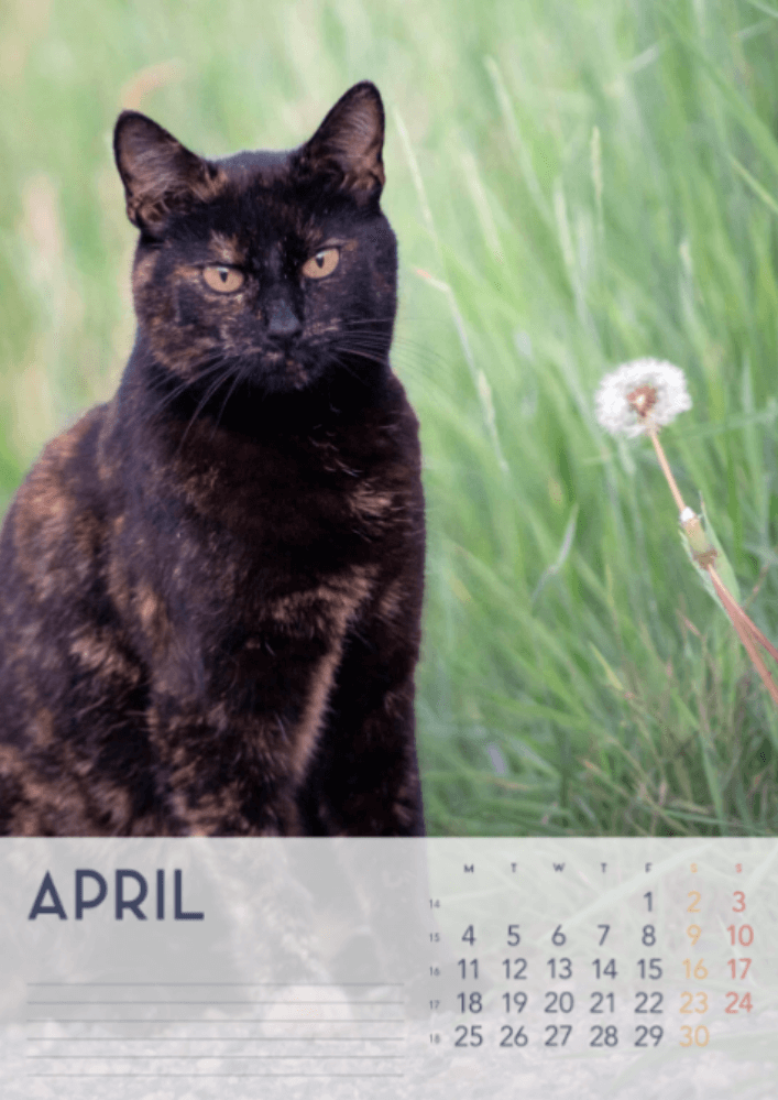 Katzen, Vier Jahreszeiten, Winter, Frühling, Sommer, Herbst A3 Vertikal 2022 Wandkalender #5