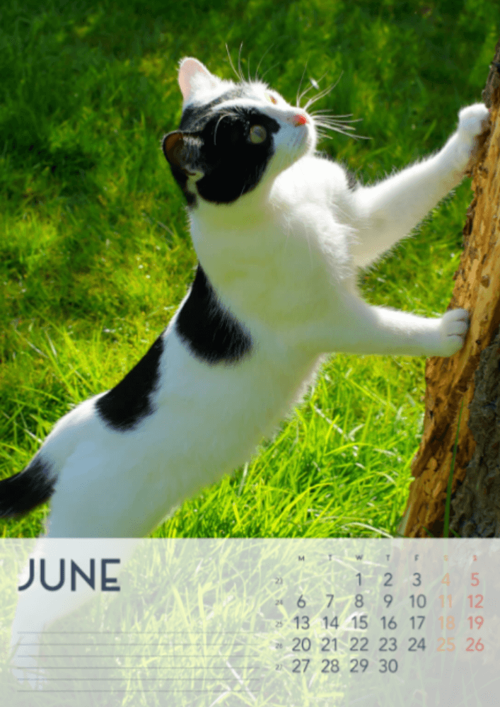 Cats, Four Seasons, Winter, Spring, Summer, Autumn A3 Vertical 2022 Wall Calendar #7 Cats, Four Seasons, Winter, Spring, Summer, Autumn A3 Vertical 2022 Wall Calendar #7