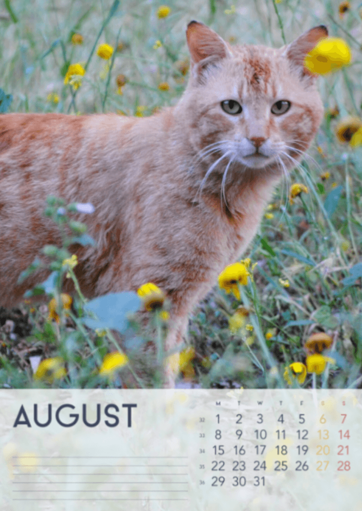 Katzen, Vier Jahreszeiten, Winter, Frühling, Sommer, Herbst A3 Vertikal 2022 Wandkalender #9