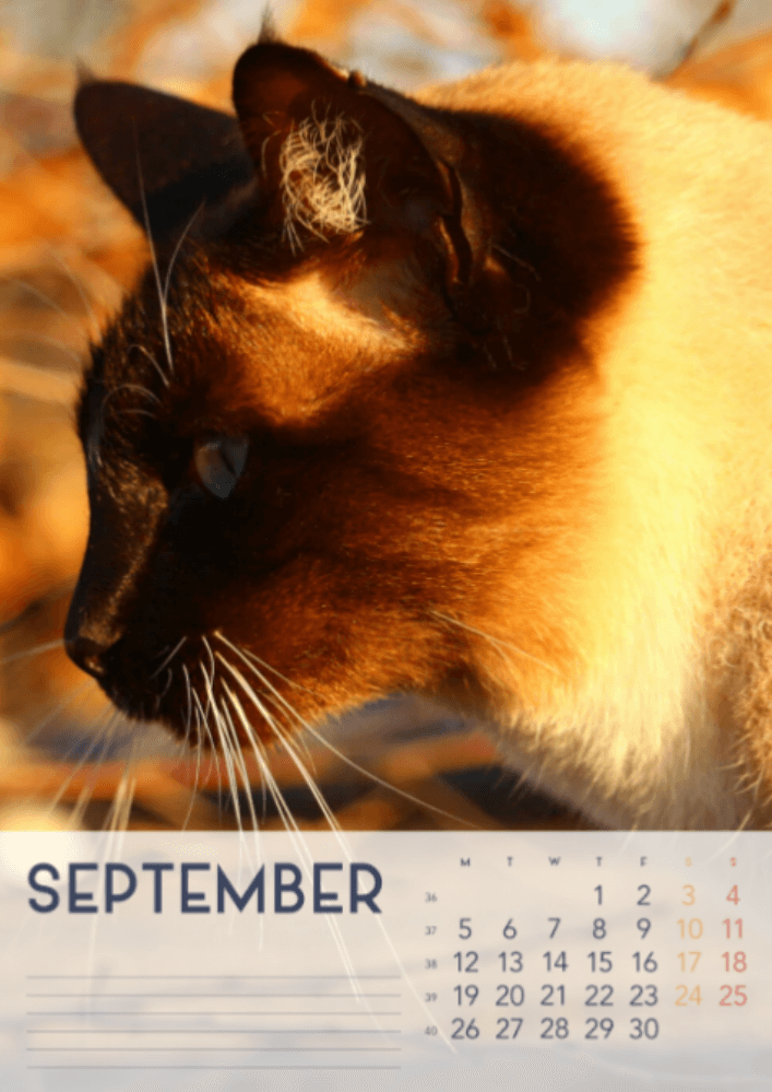 Cats, Four Seasons, Winter, Spring, Summer, Autumn A3 Vertical 2022 Wall Calendar #10 Cats, Four Seasons, Winter, Spring, Summer, Autumn A3 Vertical 2022 Wall Calendar #10