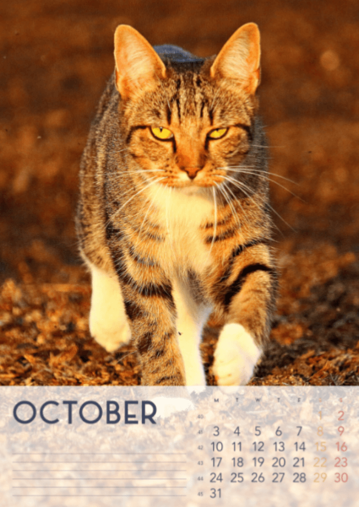 Cats, Four Seasons, Winter, Spring, Summer, Autumn A3 Vertical 2022 Wall Calendar #11 Cats, Four Seasons, Winter, Spring, Summer, Autumn A3 Vertical 2022 Wall Calendar #11