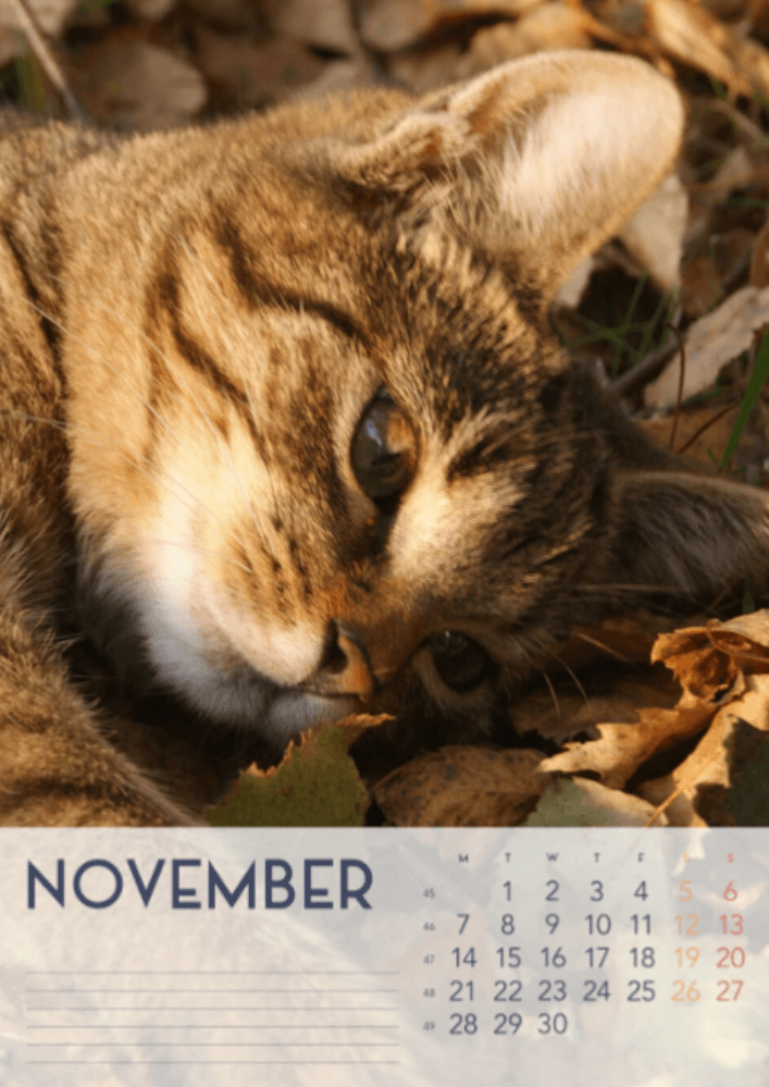 Katzen, Vier Jahreszeiten, Winter, Frühling, Sommer, Herbst A3 Vertikal 2022 Wandkalender #12
