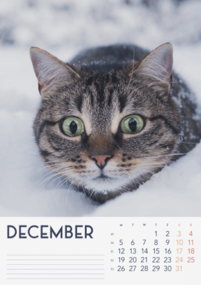 Cats, Four Seasons, Winter, Spring, Summer, Autumn A3 Vertical 2022 Wall Calendar #13