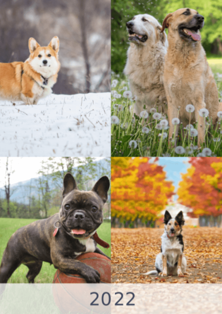 Dogs, Four Seasons, Winter, Spring, Summer, Autumn A3 Vertical 2022 Wall Calendar #1 Dogs, Four Seasons, Winter, Spring, Summer, Autumn A3 Vertical 2022 Wall Calendar #1