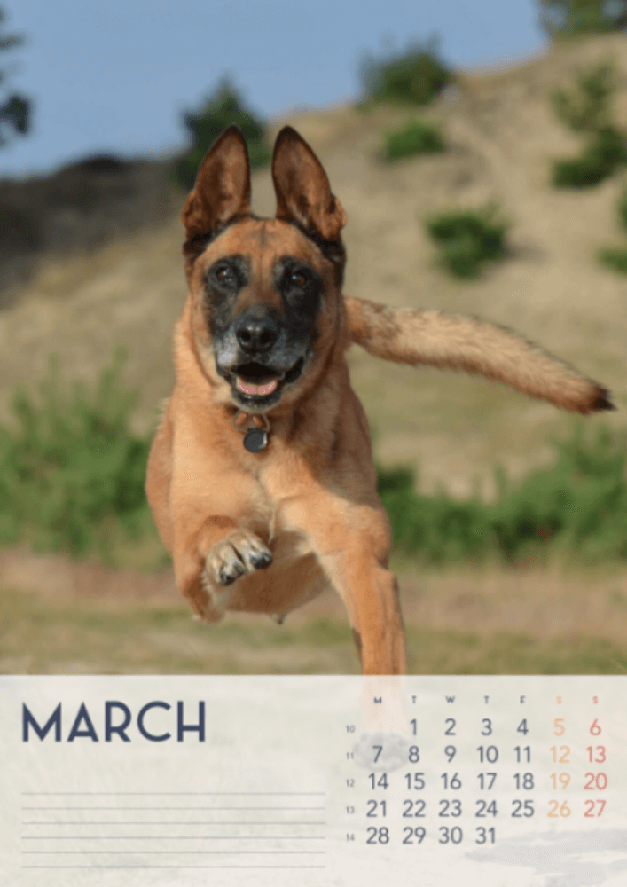 Dogs, Four Seasons, Winter, Spring, Summer, Autumn A3 Vertical 2022 Wall Calendar #4