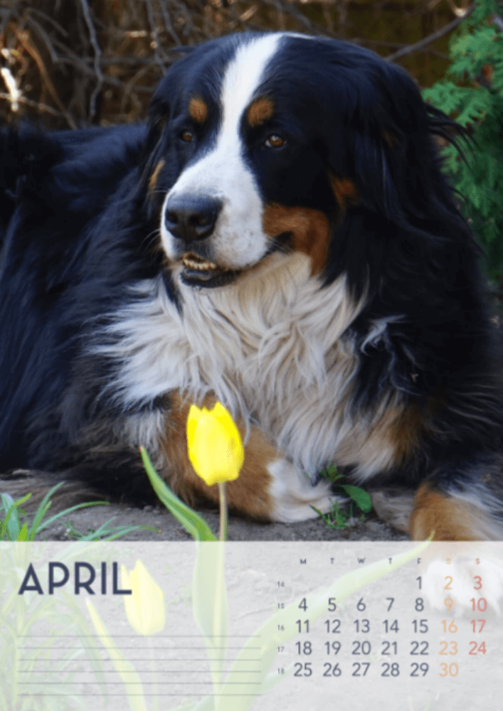 Dogs, Four Seasons, Winter, Spring, Summer, Autumn A3 Vertical 2022 Wall Calendar #5