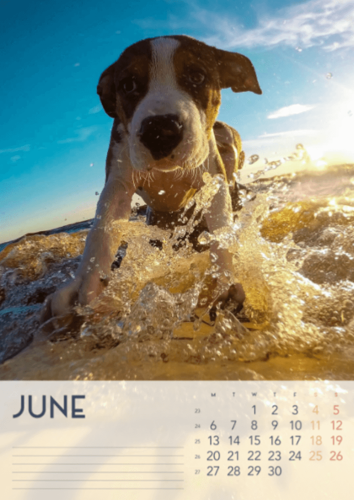 Dogs, Four Seasons, Winter, Spring, Summer, Autumn A3 Vertical 2022 Wall Calendar #7