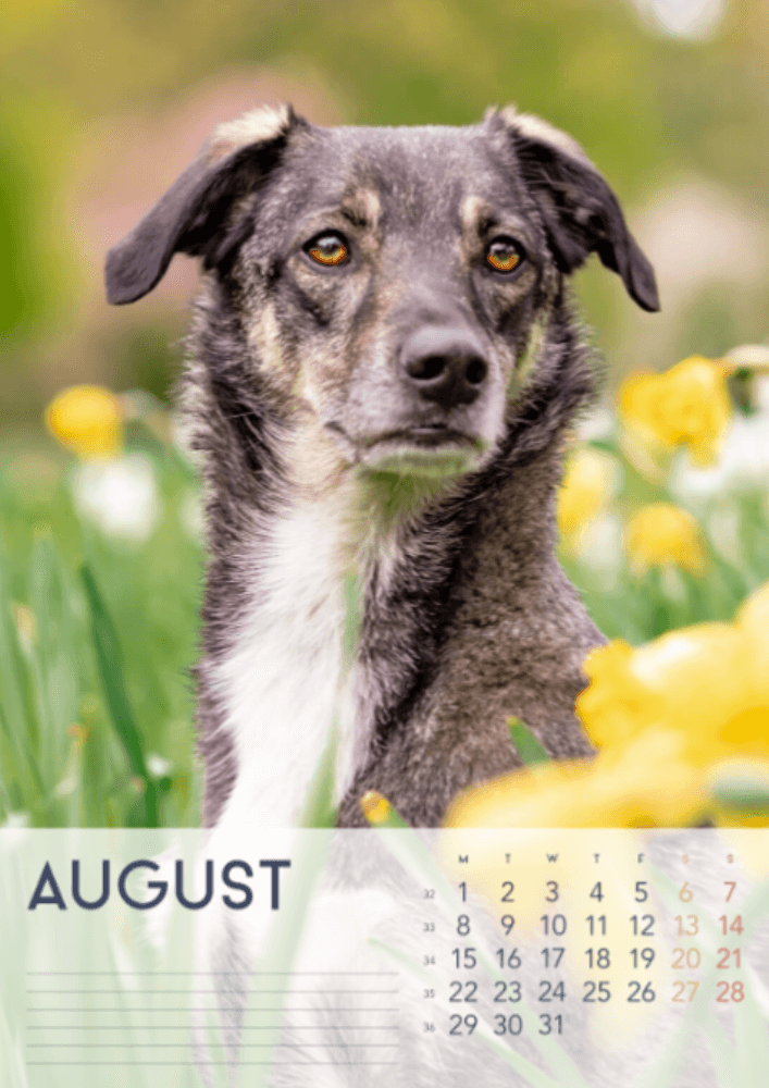 Dogs, Four Seasons, Winter, Spring, Summer, Autumn A3 Vertical 2022 Wall Calendar #9