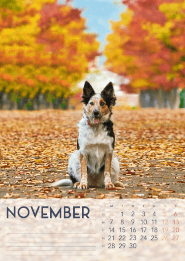 Dogs, Four Seasons, Winter, Spring, Summer, Autumn A3 Vertical 2022 Wall Calendar #12