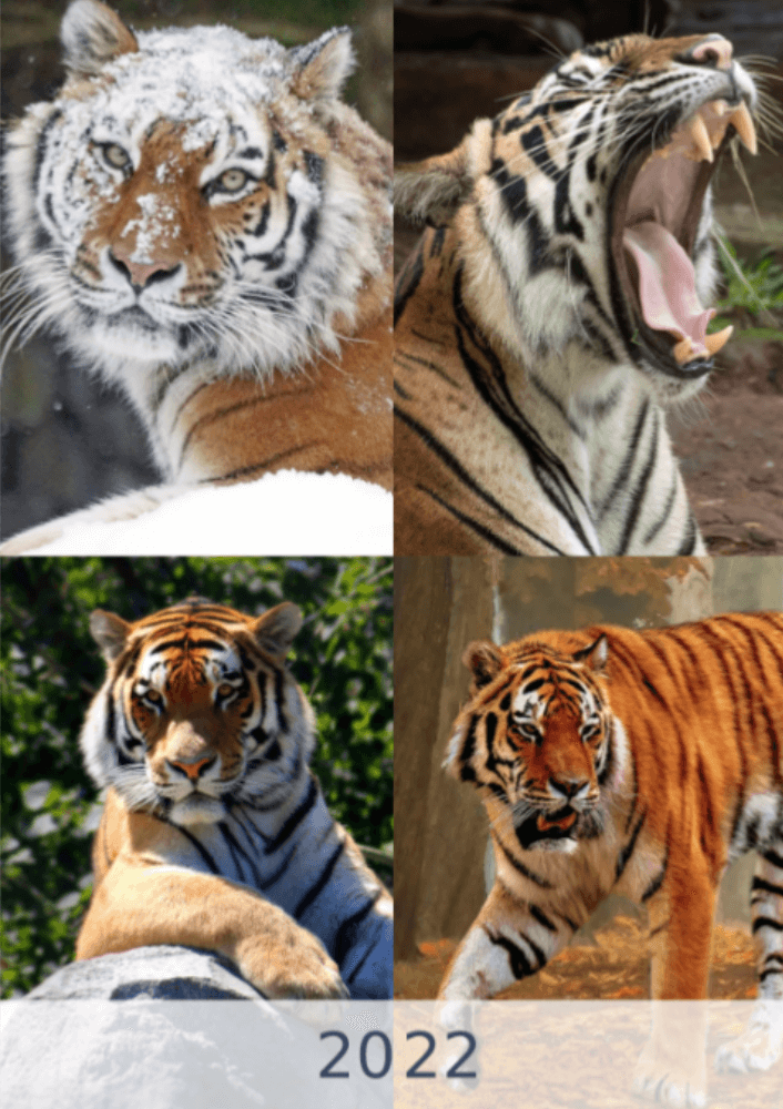 Tigers, fyra årstider, vinter, vår, sommar, höst A3 vertikal 2022 väggkalender #1