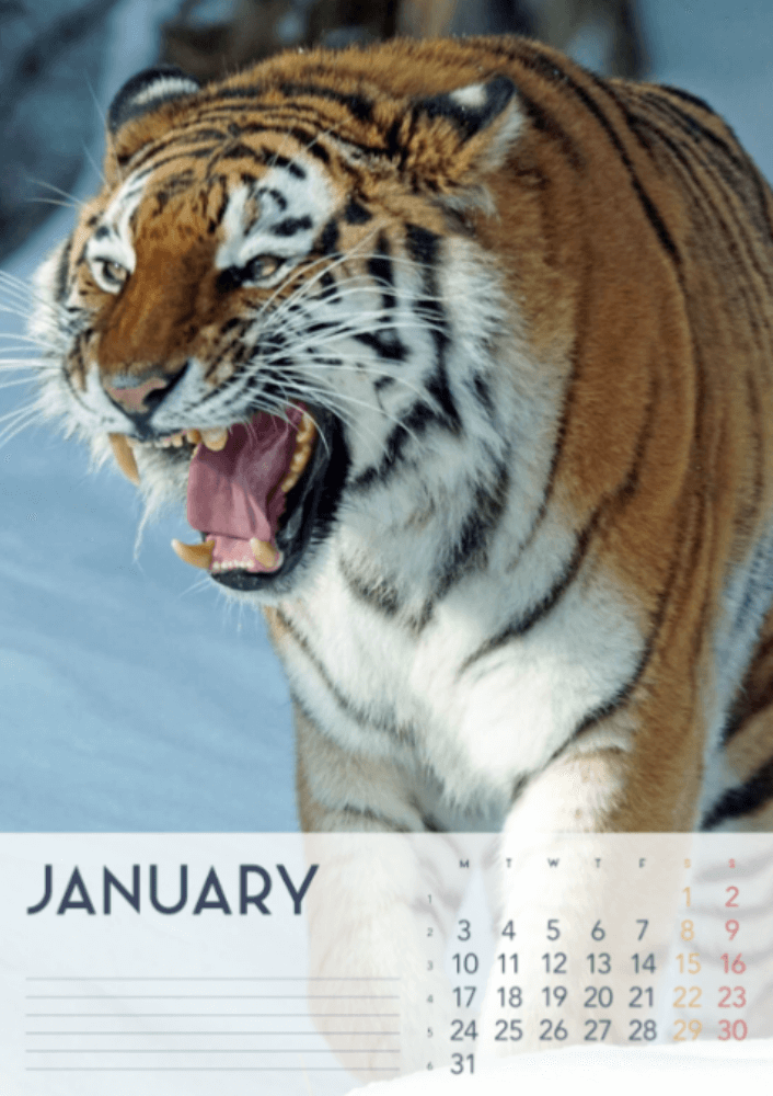 Tigers, Four Seasons, Winter, Spring, Summer, Autumn A3 Vertical 2022 Wall Calendar #2 Tigers, Four Seasons, Winter, Spring, Summer, Autumn A3 Vertical 2022 Wall Calendar #2