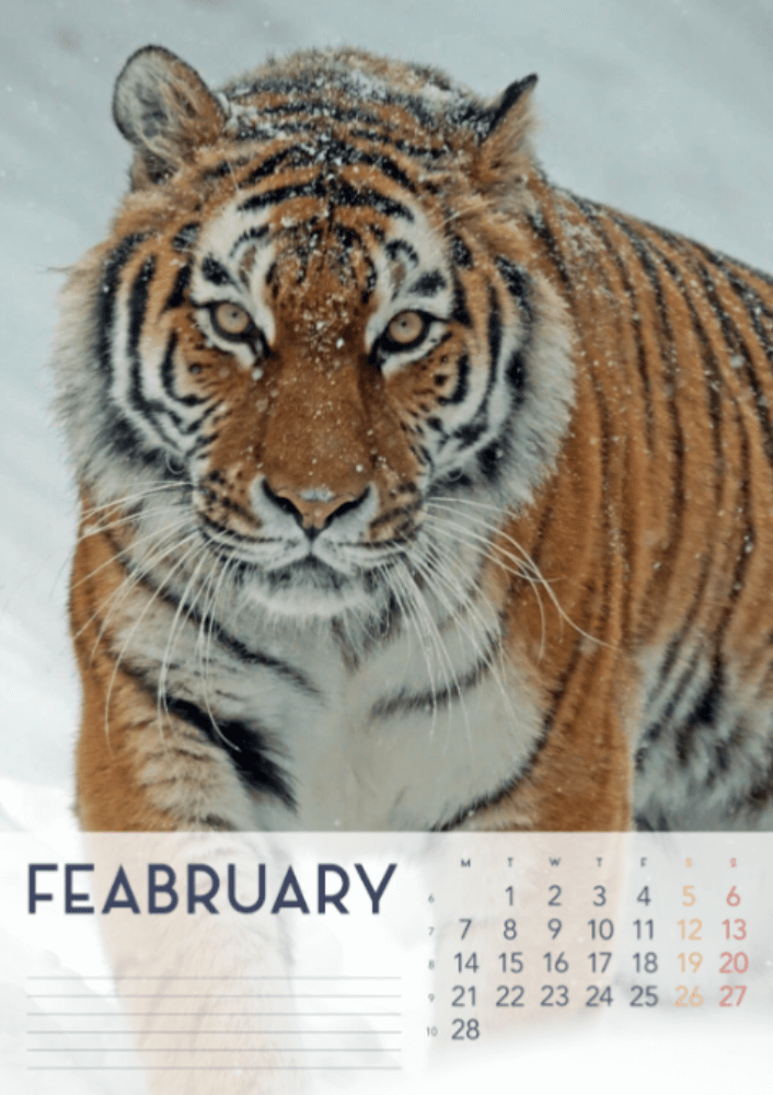 Tigers, fyra årstider, vinter, vår, sommar, höst A3 vertikal 2022 väggkalender #3