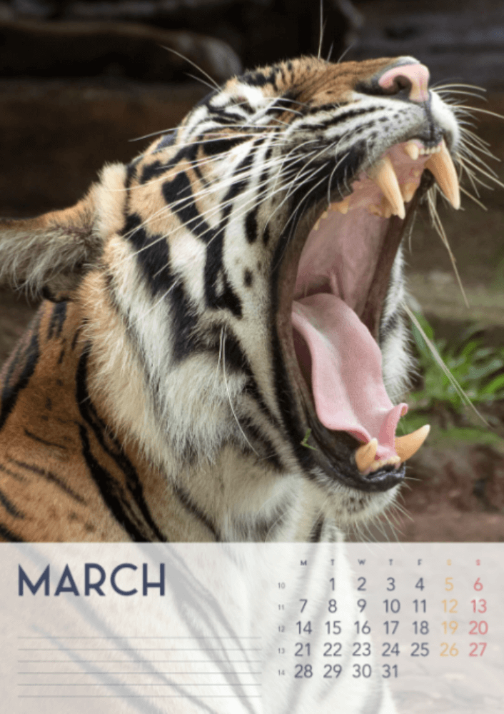 Tigers, fyra årstider, vinter, vår, sommar, höst A3 vertikal 2022 väggkalender #4