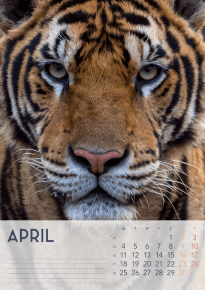 Tigers, fyra årstider, vinter, vår, sommar, höst A3 vertikal 2022 väggkalender #5