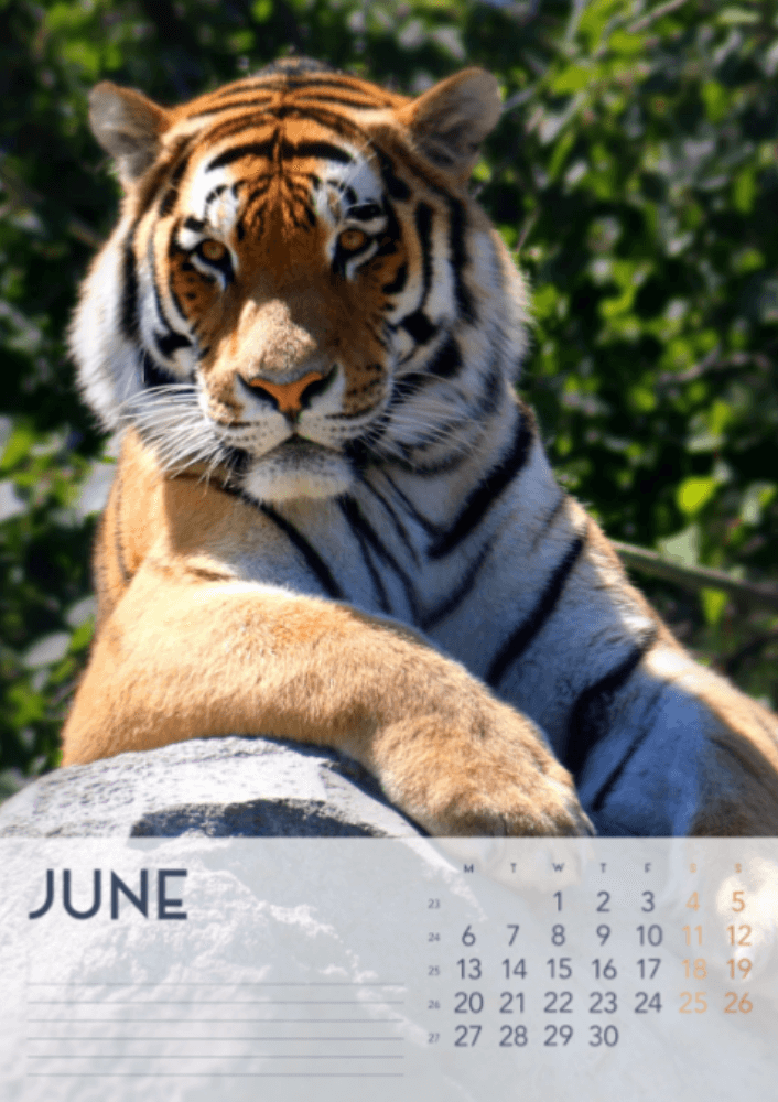 Tigers, fyra årstider, vinter, vår, sommar, höst A3 vertikal 2022 väggkalender #7