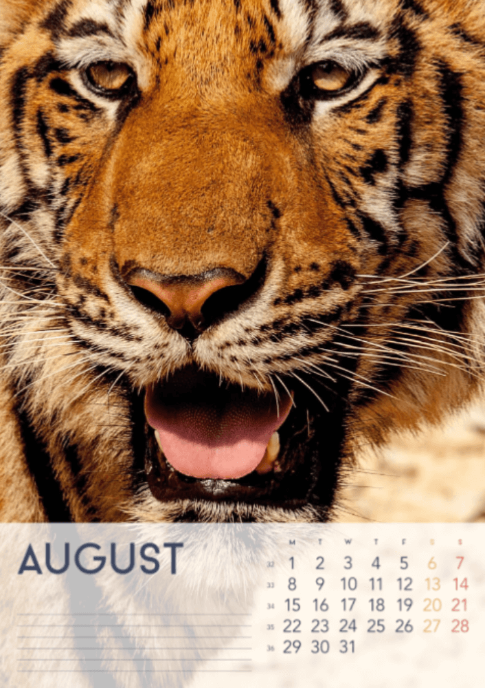 Tigers, fyra årstider, vinter, vår, sommar, höst A3 vertikal 2022 väggkalender #9