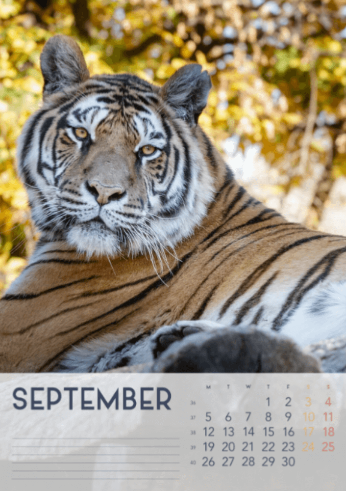 Tigers, Four Seasons, Winter, Spring, Summer, Autumn A3 Vertical 2022 Wall Calendar #10