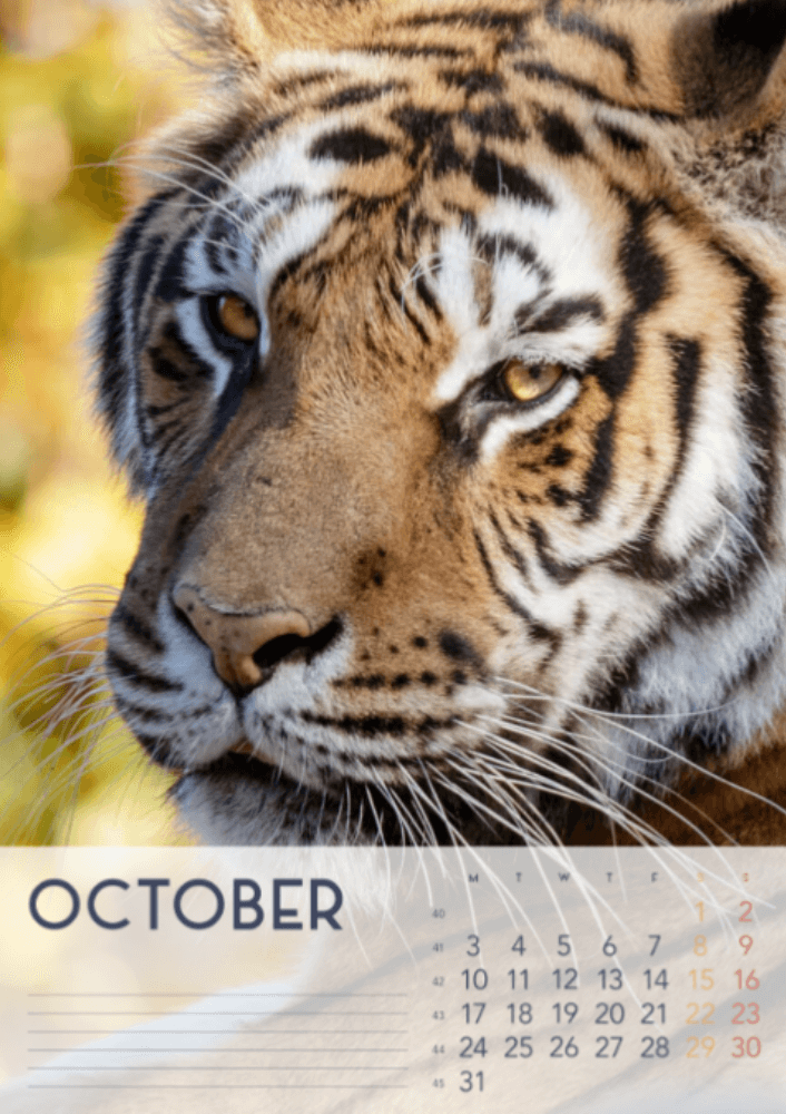 Tigers, Four Seasons, Winter, Spring, Summer, Autumn A3 Vertical 2022 Wall Calendar #11 Tigers, Four Seasons, Winter, Spring, Summer, Autumn A3 Vertical 2022 Wall Calendar #11