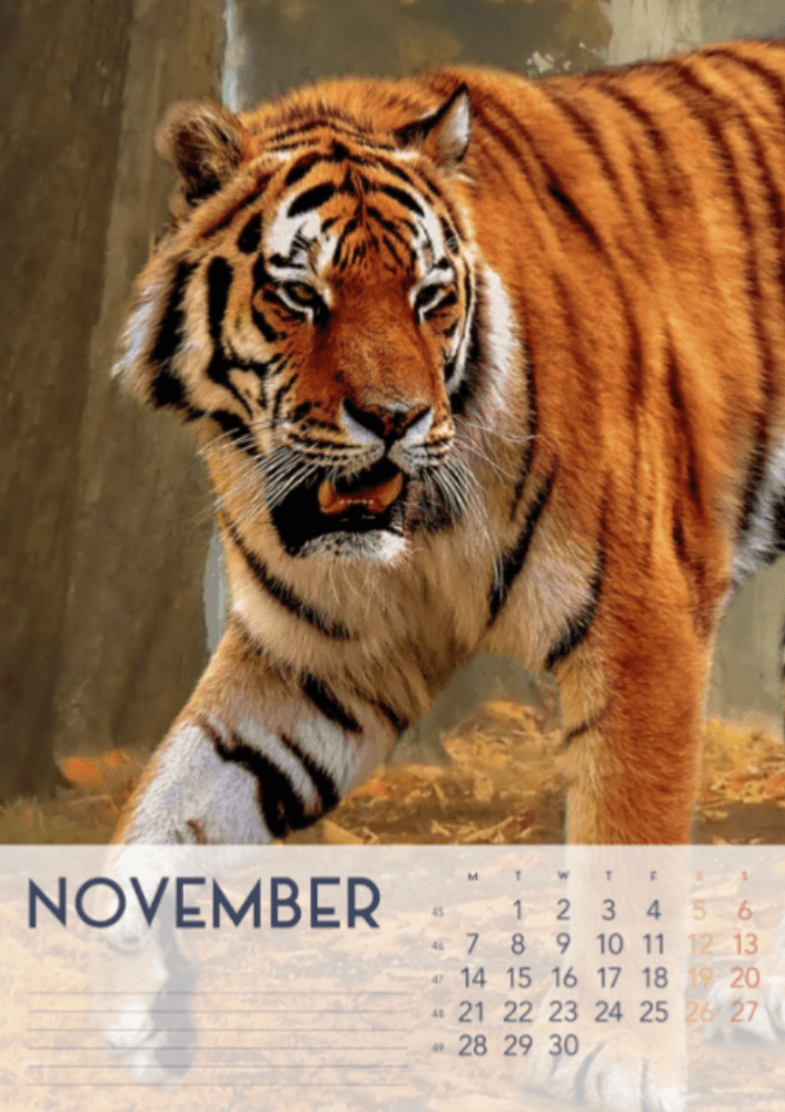Tigers, fyra årstider, vinter, vår, sommar, höst A3 vertikal 2022 väggkalender #12