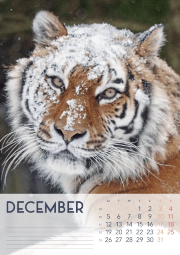 Tigers, fyra årstider, vinter, vår, sommar, höst A3 vertikal 2022 väggkalender #13